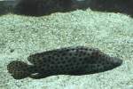 Paddelbarsch oder auch Pantherfisch (Cromileptes altivelis) am 19.3.2010 im Zoo ...