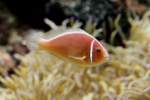 Wei�r�cken-Anemonenfisch (Amphiprion akallopisos) am ...  Gilbert Angermann 14.08.2010