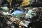 Gr�nes Schwalbenschw�nzchen (Chromis viridis) ...  Gilbert Angermann 14.08.2010