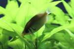 K�ssende Guramis (Helostomidae) (1 Fotos)
