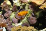 Gelbe Korallengrundel (Gobiodon okinawae) ...  Gilbert Angermann 15.08.2010