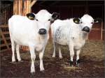 Das Fj�llrind (Bos primigenius f. taurus) ist im Norden Schwedens ...
