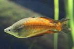 M�nnlicher Parkinsons Regenbogenfisch (Melanotaenia ...  Gilbert Angermann 15.08.2010