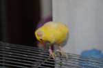Kanarienvovogel Merlin    ...