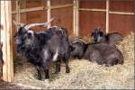 Das Gotlandschaf (Ovis aries ...  Helmut Seger 26.10.2009