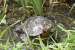 Eine Rotwangen-Schmuckschildkr�te (Trachemys scripta elegans) hat sich auf einer Gelbwangen-Schmuckschildkr�te ...