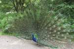 Ein Blauer Pfau (Pavo cristatus) beim Aufrichten seines Rades. Leintalzoo ...