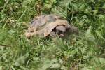 Griechiche Landschildkr�te (Testudo hermanii) ...  Gilbert Angermann 16.08.2010