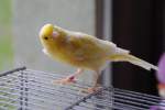 Kamarienvogel Merlin, quckt in ...  Thomas Flebbe 16.08.2010