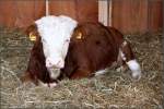 Hinterw�lder-Rind (1 Fotos)