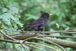 M�nnliche Amsel (Turdus merula) ...  Gilbert Angermann 16.08.2010