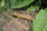 Weibliche Zauneidechse (Lacerta agilis) ...  Gilbert Angermann 16.08.2010