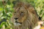 Afrikanischer L�we   ...