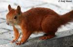 Eichh�rnchen    ...