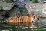 Indochinesischer Tiger oder auch Hinterindischer Tiger.  ...