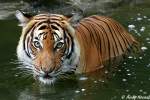 Indochinesischer Tiger oder auch ...  Andy Hensel 16.08.2010