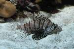Pazifischer Rotfeuerfisch (Pterois volitans) am 19.3.2010 im Zooaquarium Basel.  ...