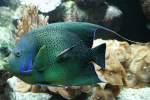 Koran-Kaiserfisch (Pomacanthus semicirculatus) am ...  Gilbert Angermann 17.08.2010