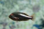 B�schelbarsche (Cirrhitidae) (2 Fotos)