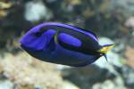 Paletten-Doktorfisch (Paracanthurus hepatus) am ...  Gilbert Angermann 17.08.2010