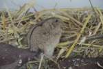 Steppen-Lemming (Lagurus lagurus) am ...  Gilbert Angermann 17.08.2010