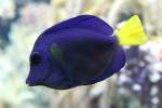 Blauer Segelflossendoktor (Zebrasoma xanthurum) ...  Gilbert Angermann 17.08.2010