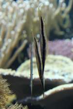 Rasiermesserfische (Aeoliscus strigatus) am ...  Gilbert Angermann 17.08.2010