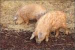 Das Rote Mangalitza (Sus ...  Helmut Seger 26.10.2009