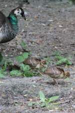 Familie Pfau (Pavo cristatus) bei einem Ausflug. Leintalzoo am 22.6.2010. ...