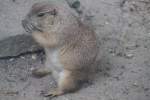 Schwarzschwanz-Pr�riehund (Cynomys ludovicianus) am ...  Gilbert Angermann 18.08.2010