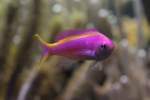 Sichel-Fahnenbarsch (Pseudanthias dispar) am ...  Gilbert Angermann 19.08.2010