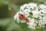 Rote Weichk�fer (Rhagonycha fulva) bei der Paarung am 23.6.2010 bei ...