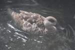 Hottentottenente (Anas hottentota) am 26.6.2010 im Zoo Leipzig.  ...