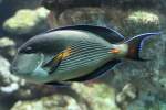 Arabischer Doktorfisch (Acanthurus sohal) ...  Gilbert Angermann 20.08.2010