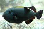 Schwarzer Dr�ckerfisch (Melichthys niger) ...  Gilbert Angermann 20.08.2010