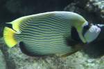 Imperator-Kaiserfisch (Pomacanthus imperator) am ...  Gilbert Angermann 20.08.2010