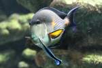 Arabischer Doktorfisch (Acanthurus sohal) ...  Gilbert Angermann 20.08.2010