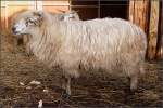 Das Walachenschaf (Ovis aries ...  Helmut Seger 26.10.2009