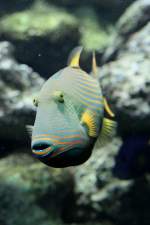 Orangestreifen-Dr�ckerfisch (Balistapus undulatus) am ...  Gilbert Angermann 20.08.2010