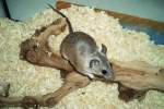 T�rkei-Stachelmaus-Acomys cilicicus(Asia Minor Spiny ...  Mike Simon 20.08.2010
