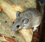Kreta-Stachelmaus-Acomys minous(Crete spiny mouse) ...  Mike Simon 20.08.2010
