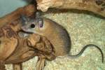 Pal�stina-Stachelmaus-Acomys dimidiatus dimidiatus(Eastern or ...  Mike Simon 20.08.2010