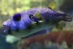 Wei�flecken-Kugelfisch (Arothron hispidus) am ...  Gilbert Angermann 21.08.2010