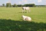 Rindvieh und Pferd, auf der Weide,bei Steinwedel am 19.08.10.  ...