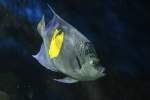 Arabischer Kaiserfisch (Pomacanthus maculosus) ...  Gilbert Angermann 21.08.2010