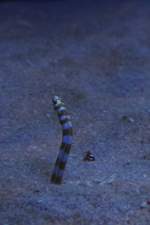 Zwei Prachtr�hrenaale (Gorgasia preclara) ...  Gilbert Angermann 22.08.2010