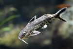 Vielpunkt-Fiederbartwels (Synodontis multipunctatus) am ...  Gilbert Angermann 22.08.2010