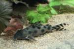 Schmuck Fiederbartwels (Synodontis decorus) ...  Gilbert Angermann 22.08.2010