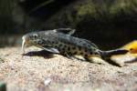 Vielpunkt-Fiederbartwels (Synodontis multipunctatus) am ...  Gilbert Angermann 22.08.2010