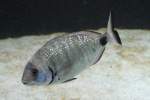 Geissbrasse (Diplodus sargus) am ...  Gilbert Angermann 22.08.2010